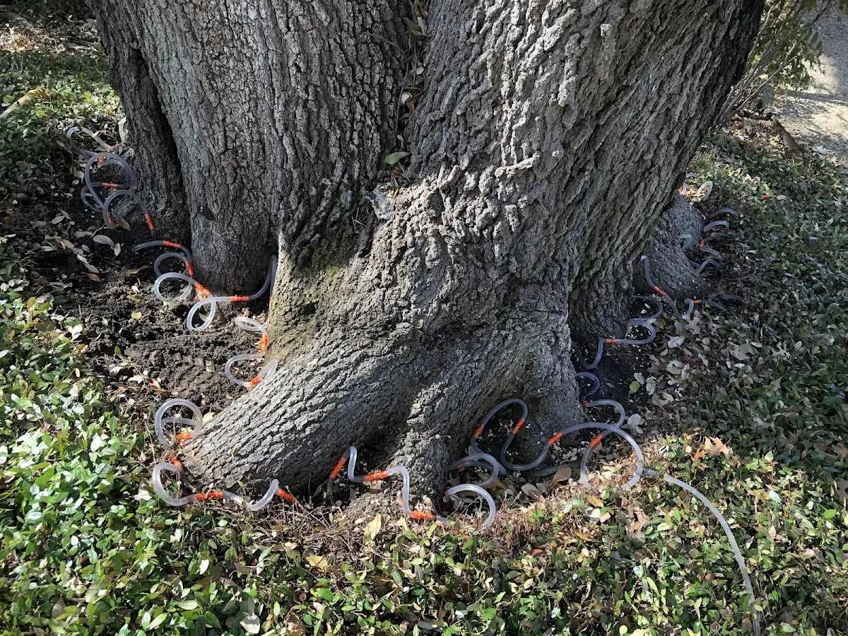 Detailed Tree Cabling and Bracing job site in Shickley
