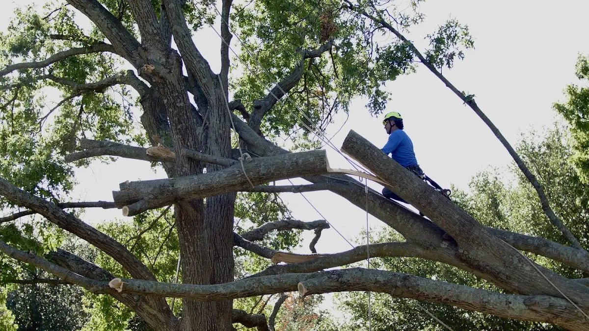 Professional Crown Thinning performed by certified arborists in Shickley